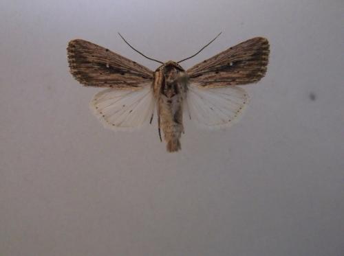 Réf. 216 980 : Leucania putrescens